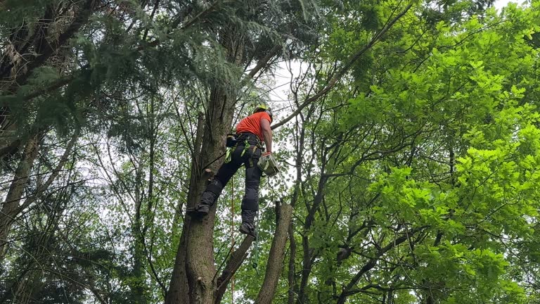 How Our Tree Care Process Works  in  Cumberland, MD